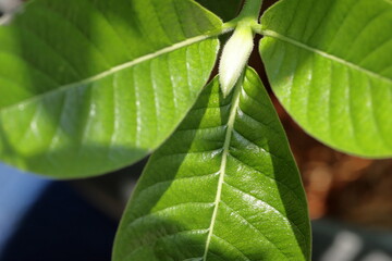 close up of green leaf