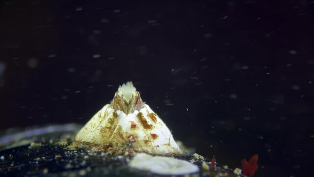 Barnacle or Bay Barnacle (Amphibalanus improvisus) moving its legs to filter water, extreme close-up, dark background, rear view, lots of plankton.