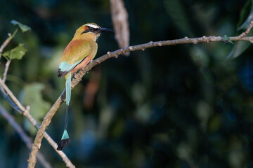 Turquoise speckled (Eumomota superciliosa), perched on a branch with a dark background in Costa Rica