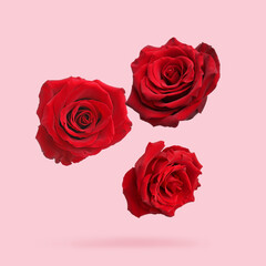 Beautiful red roses falling on pink background