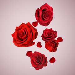 Beautiful red roses and petals falling on dusty pink background