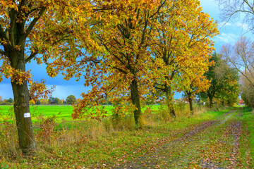 Herbst im Drömling