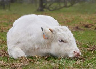 Naklejka na ściany i meble White calf lays on grass in meadow