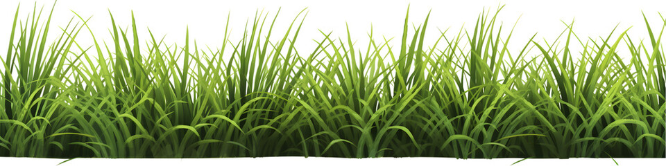 Fototapeta na wymiar green grass PNG
