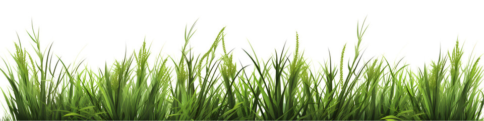 Obraz premium Green grass border set isolated on transparent background. 