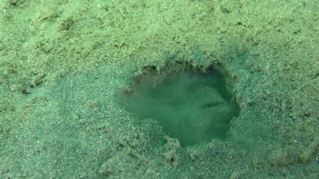 Lugworm (Arenicola marina) releases a stream of water with sand from the burrow.