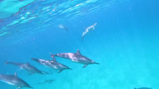 Slow motion video of wild Spinner Dolphins, Hawaii