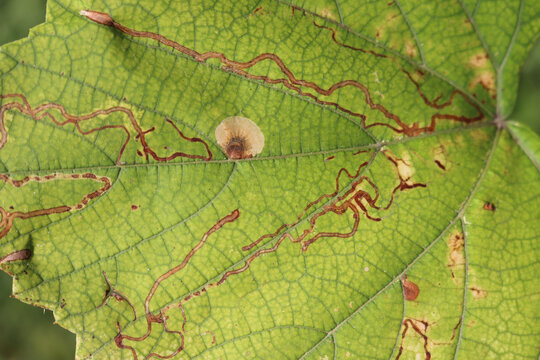 Close-up of green Vine leaves affected by leaf mines. Caused by  larvae of moths, sawflies, beetles, or flies
