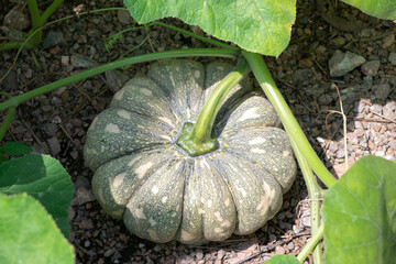 Closeup fresh Pumpkin or Labu ready for harvest is growing on the ground with climbing vines
