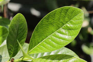 close up of green leaf