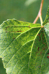 Close-up of green Vine leaves affected by leaf mines. Caused by  larvae of moths, sawflies, beetles, or flies