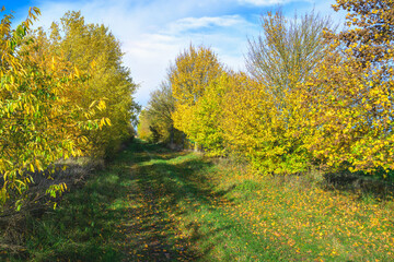 Fototapeta premium Herbst im Drömling