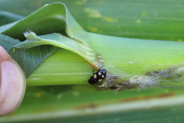 Four spotted Sap Beetle, latin name is Glischrochilus quadrisignatus (Nitidulidae) corn cob and...