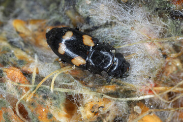 Four spotted Sap Beetle, latin name is Glischrochilus quadrisignatus (Nitidulidae) corn cob and...