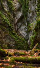 Fototapeta na wymiar Canyon in the limestone mountains