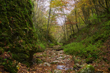 Fairytale forest in the autumn