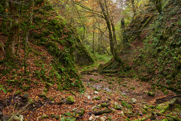 Fairytale forest in the autumn