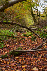 Obraz premium Fairytale forest in the autumn