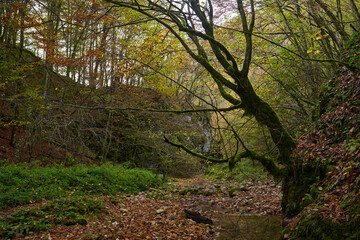 Fairytale forest in the autumn