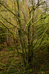 Enchanted forest with moss covered tree
