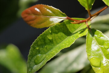 leaves with water drops