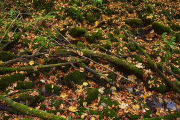 Fairytale forest in the autumn