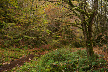 Enchanted forest with moss covered tree