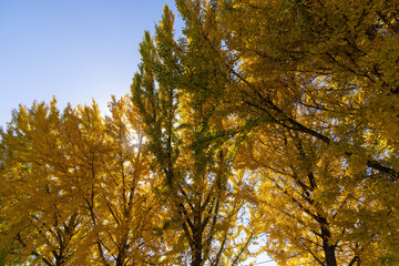 Fototapeta premium leaves