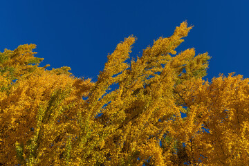 Fototapeta premium trees