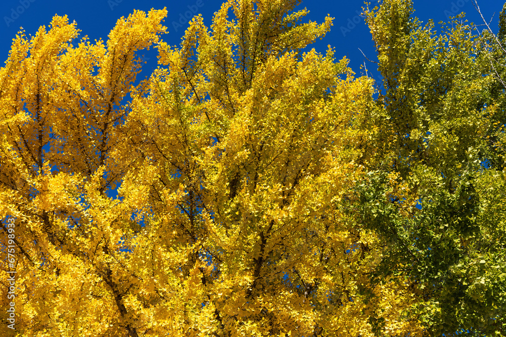 Wall mural yellow flowers on sky