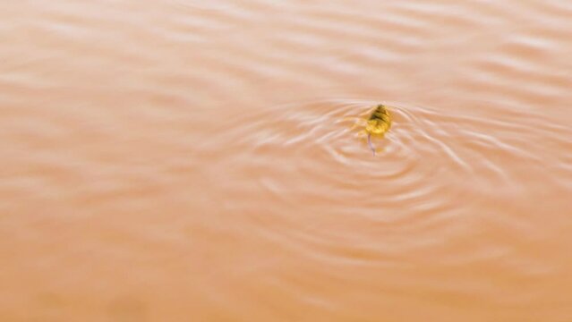 Swiss mouse swims across a pond