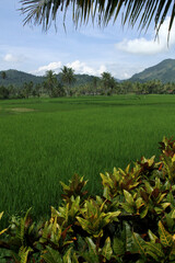 beautiful sunny day in rice fields with blue sky and mountains.