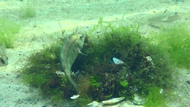 Breeding Gray wrasse (Symphodus cinereus): a young male (a light fish with a dark stripe) often turns around the nest and its official owner, hoping to take part in spawning.