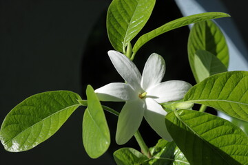 close up of green leaf