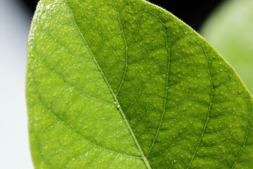 close up of green leaf