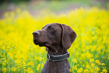 Summer Bliss: German Shorthaired Pointer in a Meadow of Yellow Flowers