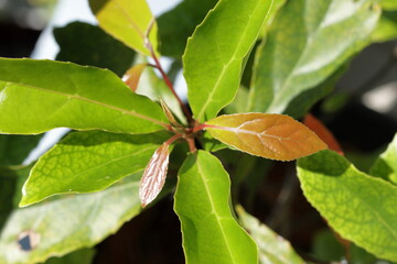 close up of green leaf