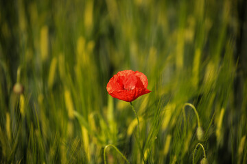 red poppy flower in green wheat field