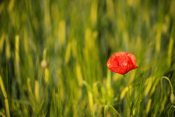 red poppy flower in green wheat field