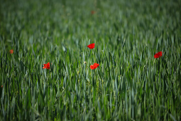 red poppy flower in green wheat field
