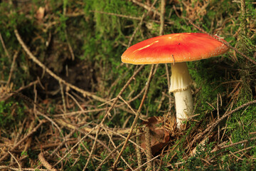 fly agaric on forest ground