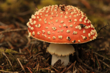 fly agaric on forest ground