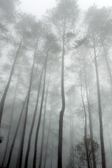 Fototapeta na wymiar Low angle view pine trees against fog.