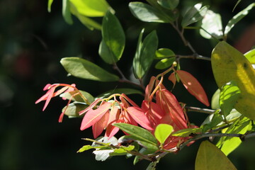 close up of pink leaves. pink and green leaves on the tree
