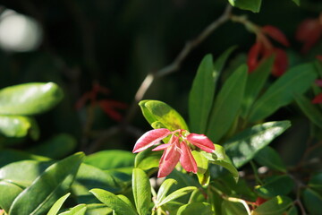 close up of pink leaves. pink and green leaves on the tree