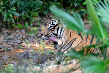 茂みの中のトラ　スマトラトラ