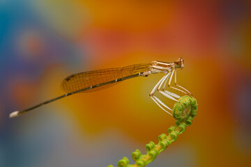 close up of dragonfly