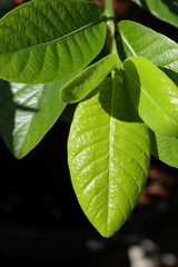 green leaves on a tree