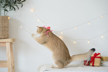 international cat day concept with gold british cat play happy and fun with birthday party decoration