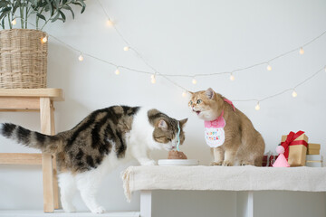 international cat day concept with two cat eat food on table with birthday party decoration background